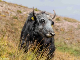 17_DSC_5719-Kyrgyzstan-2019-Pavla